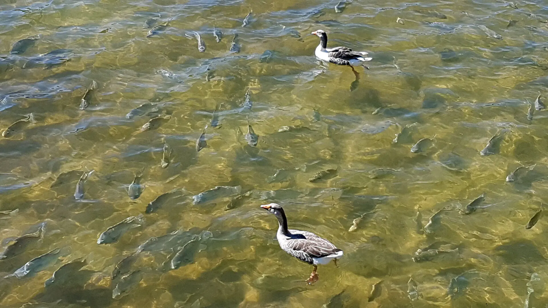 Lago Parque da cidade animais peixes patos