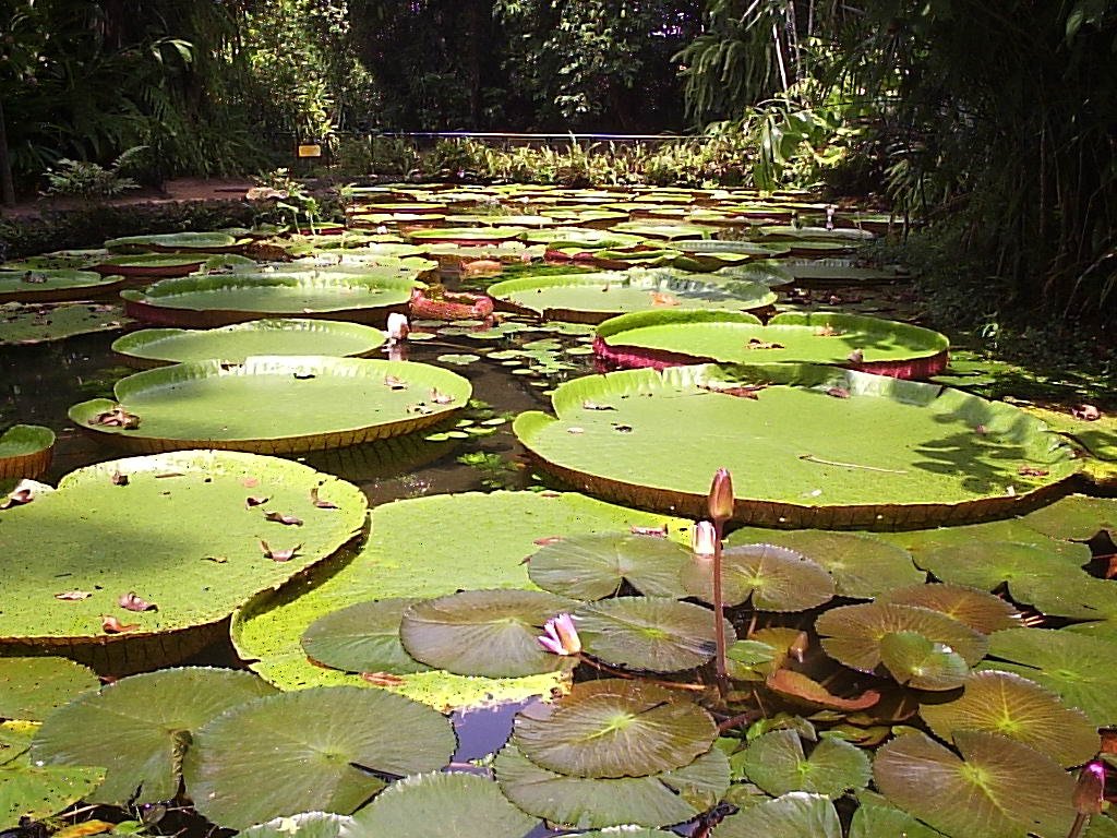 Vitregias02 TOP 8 Passeios em Belém para curtir a cidade