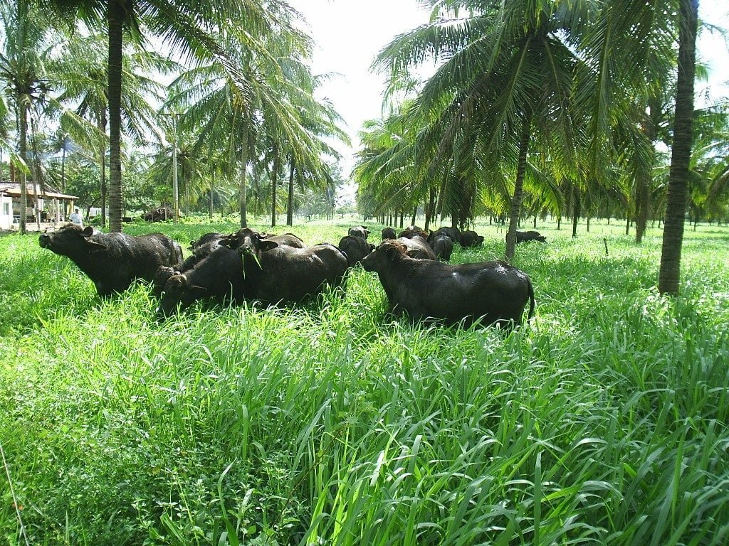 Fazenda de Búfalos - Paracuru