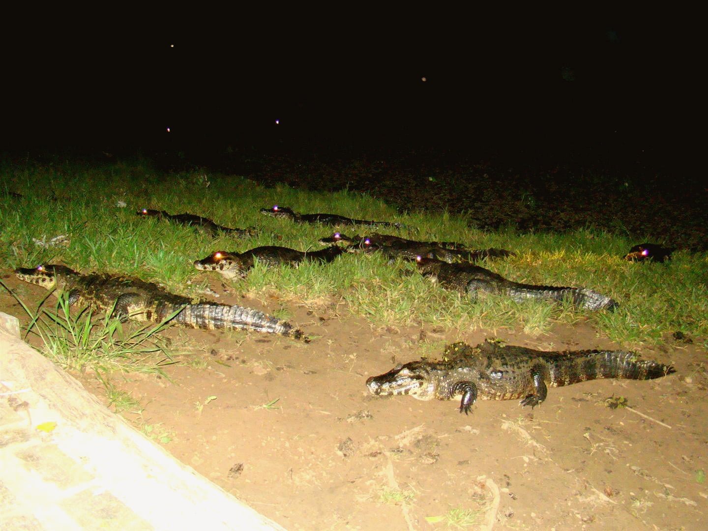 Focagem noturna Rio Miranda Pantanal MT