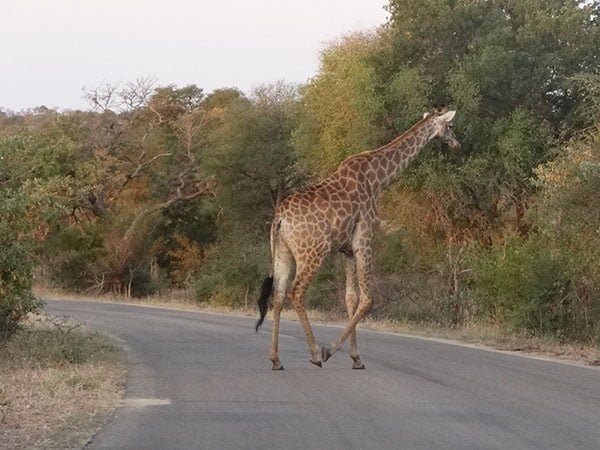 Kruger Park Safari África