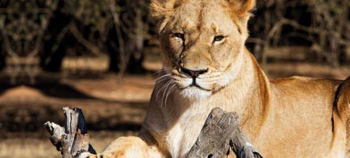 Leão Lion Park Joanesburgo Africa