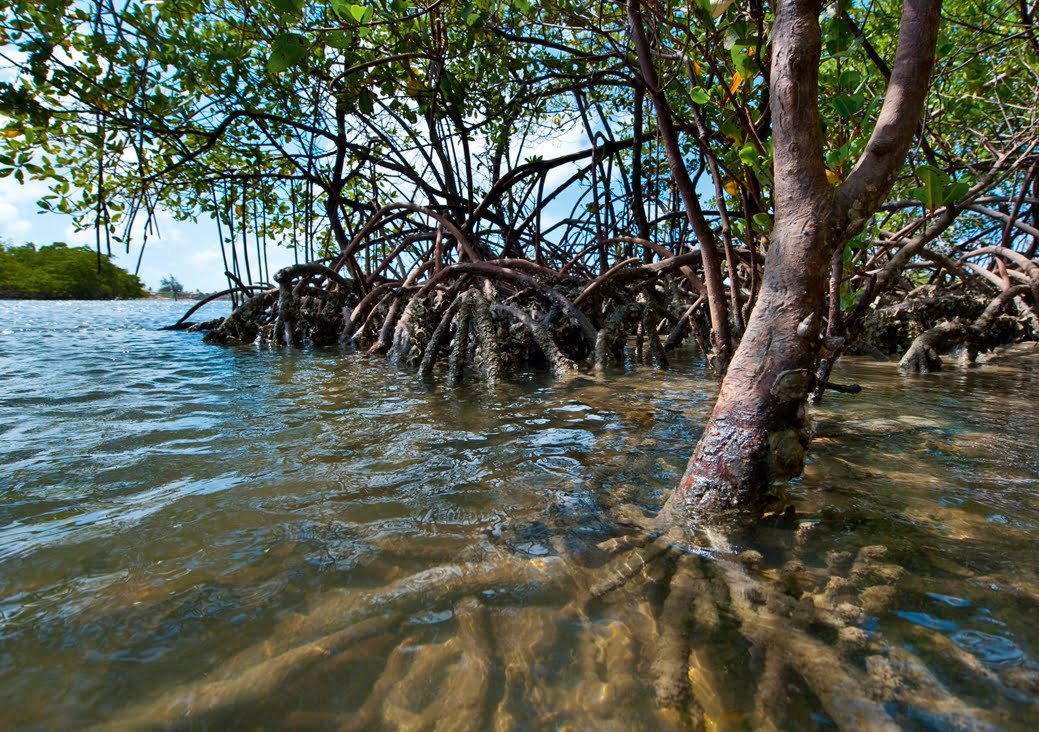 Mangue cearense, Paracuru