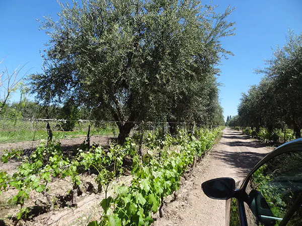 Estrada e parrerais na região de Maipú - Mendoza