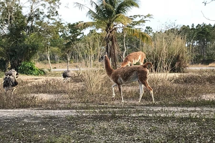 passeios em miami Zoo Miami